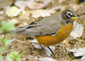 American Robin